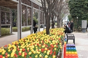 사상구 "튤립 너무 예쁘네요"…낙동제방 '오색 튤립존' 인기