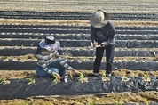 이천시농업기술센터 영농기술팀 농번기 영농현장 기술 지원