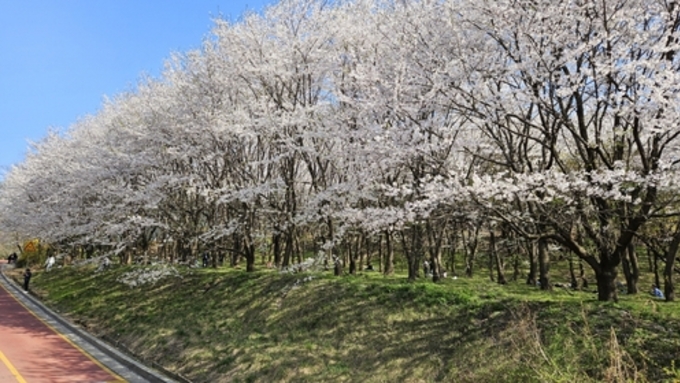 벚꽃놀이 명소 '성라산 고양둥이동산'으로 봄나들이 오세요
