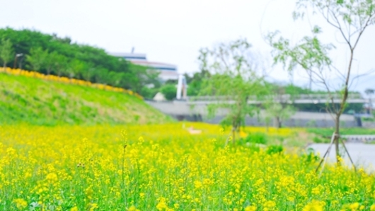 구례군, 서시천 고수부지 꽃밭 조성
