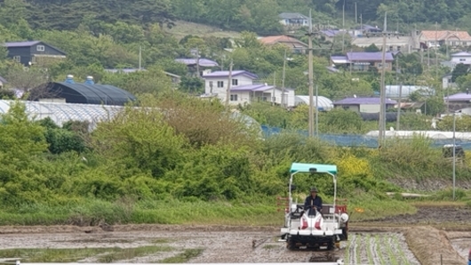옹진군, 드문모심기 비교 전시포 운영