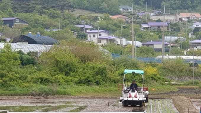 옹진군, 드문모심기 비교 전시포 운영