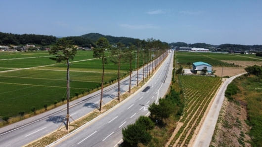 강릉시, 남강릉IC(칠성로) 명품소나무 가로수길 조성